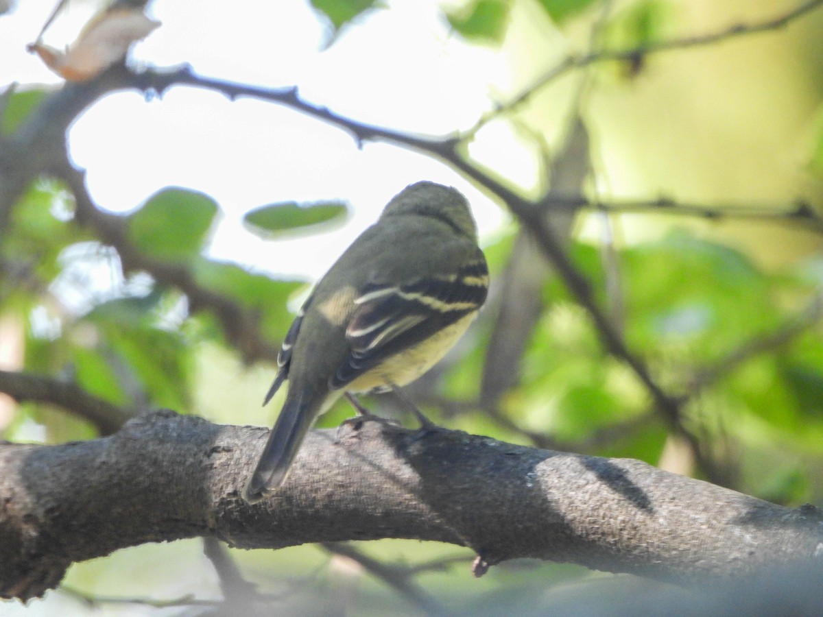 Yellow-bellied Flycatcher - ML642100126