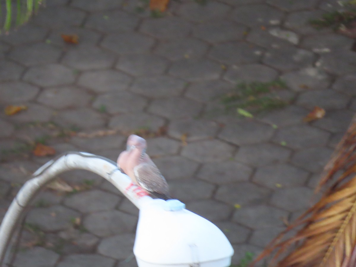 Picazuro Pigeon - ML642100133