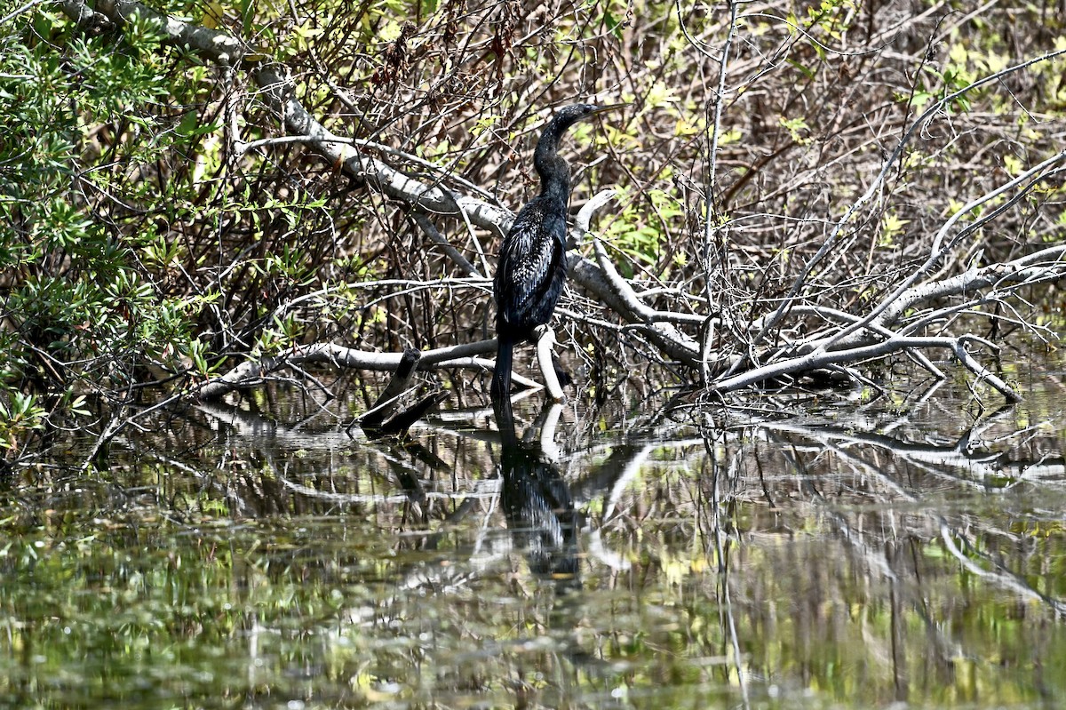 Anhinga amerikarra - ML642100141