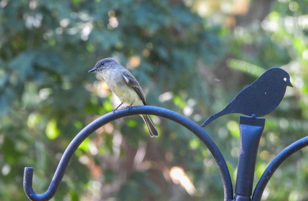 Eastern Phoebe - ML642100144