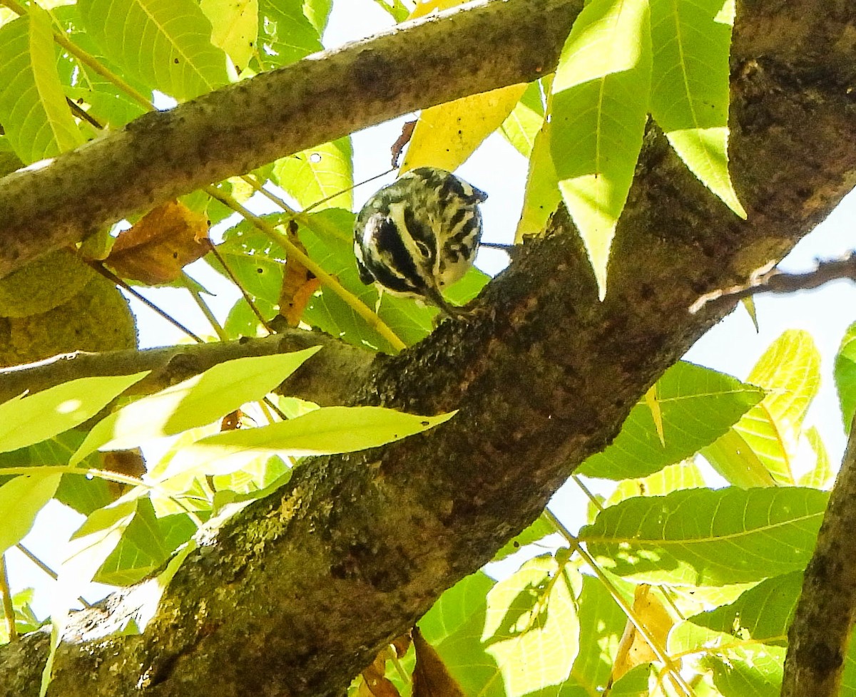 Black-and-white Warbler - ML642100150