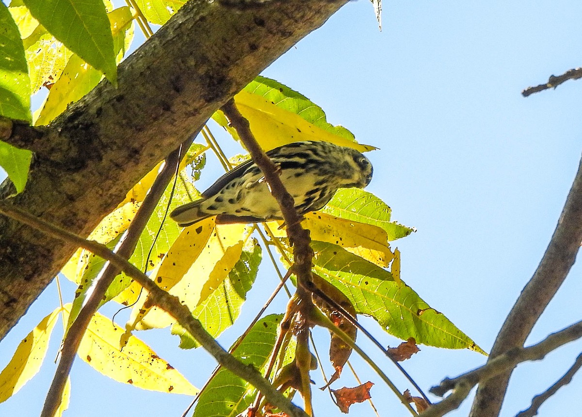 Black-and-white Warbler - ML642100151