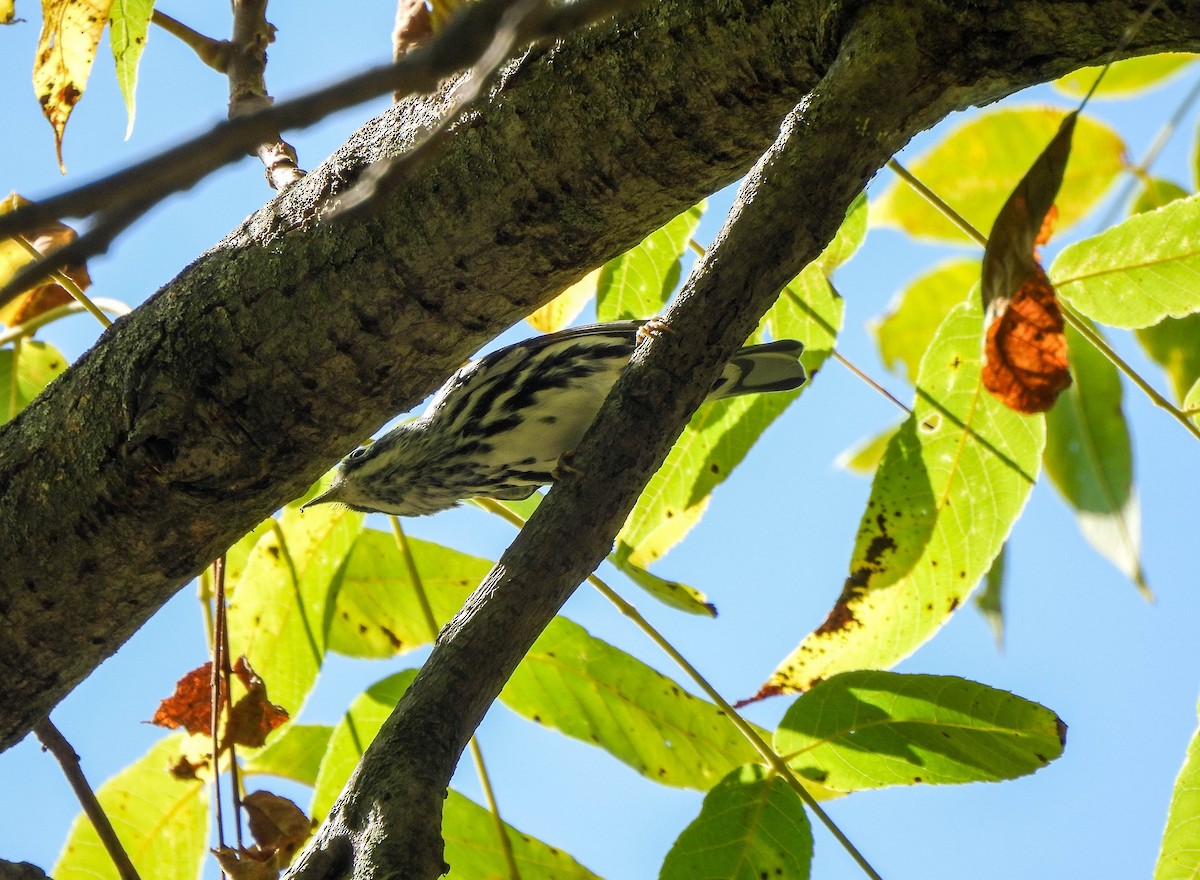 Black-and-white Warbler - ML642100155