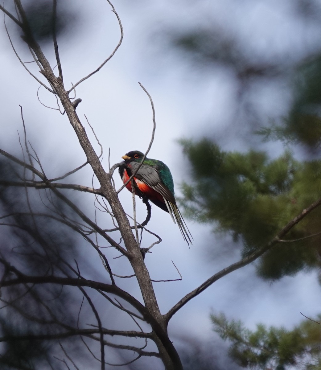 Kupfertrogon - ML642100156