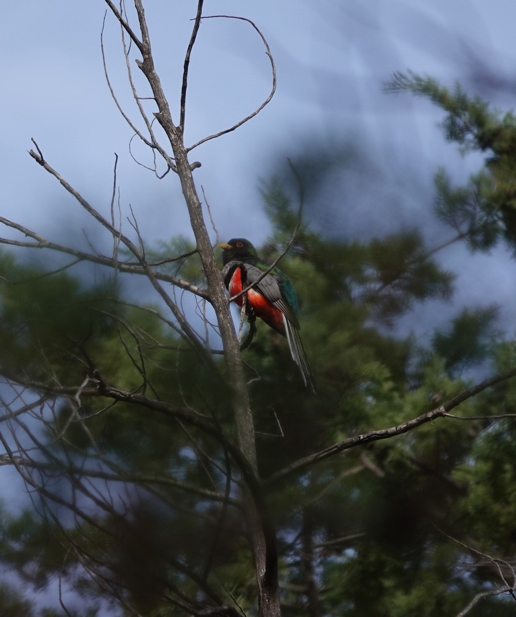 Kupfertrogon - ML642100157