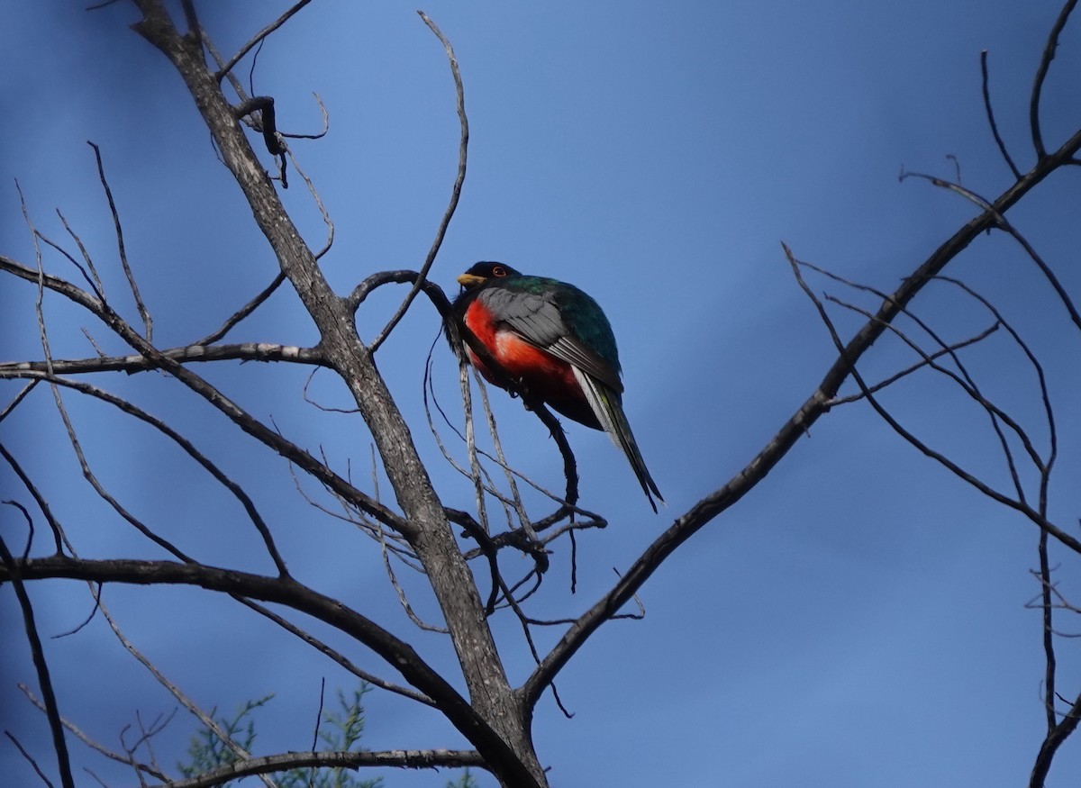 Kupfertrogon - ML642100160