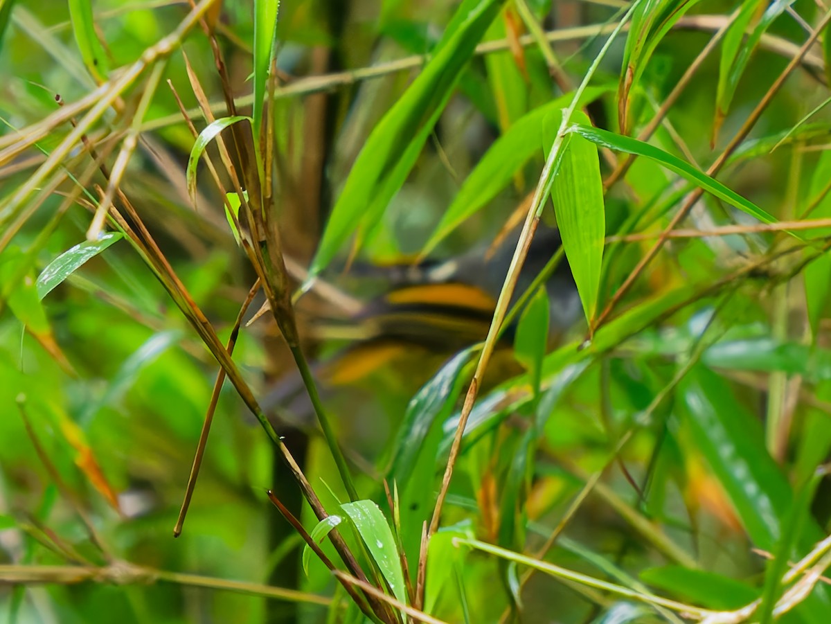 Goldgrasmücke - ML642100161