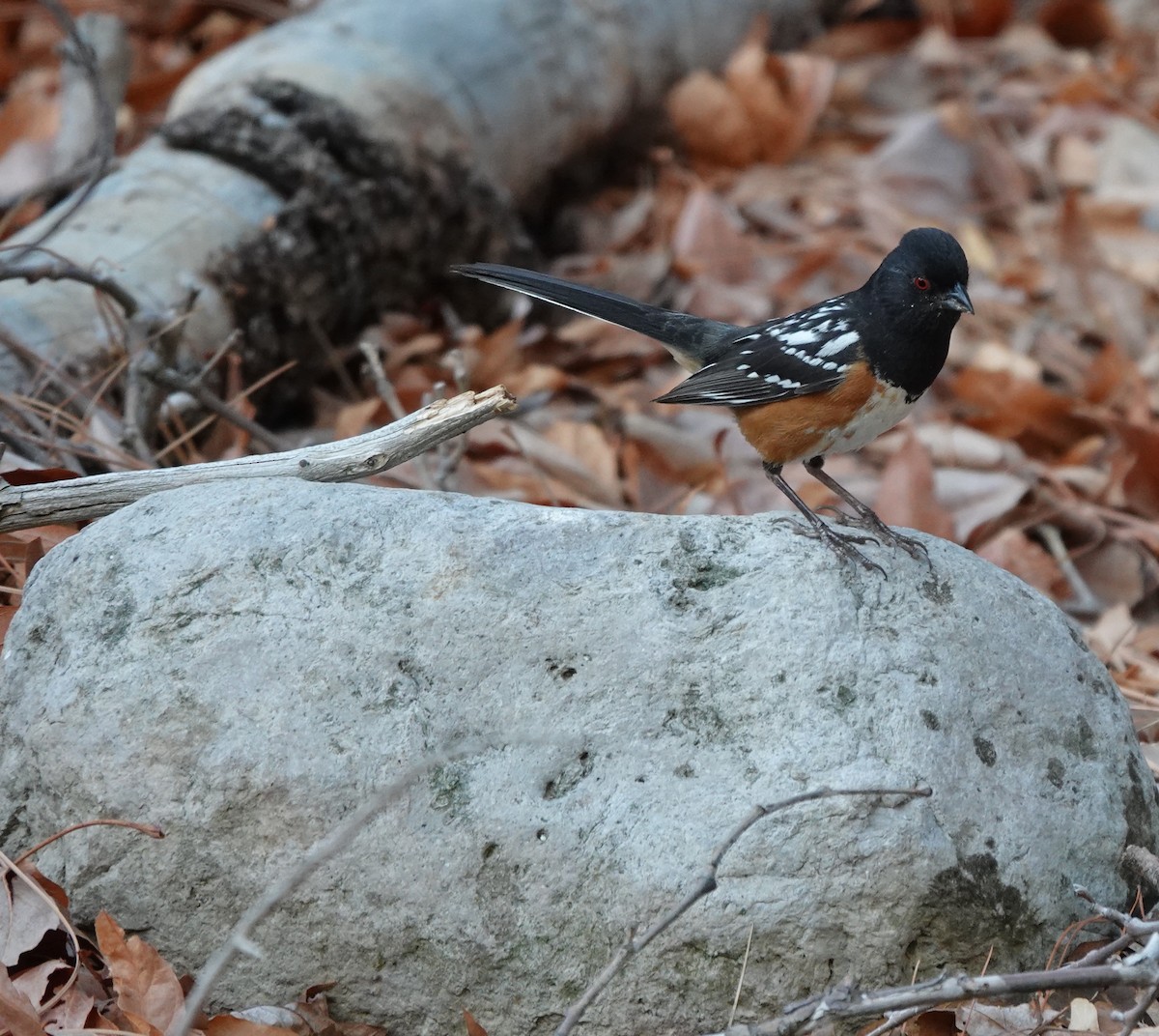 Spotted Towhee - ML642100189