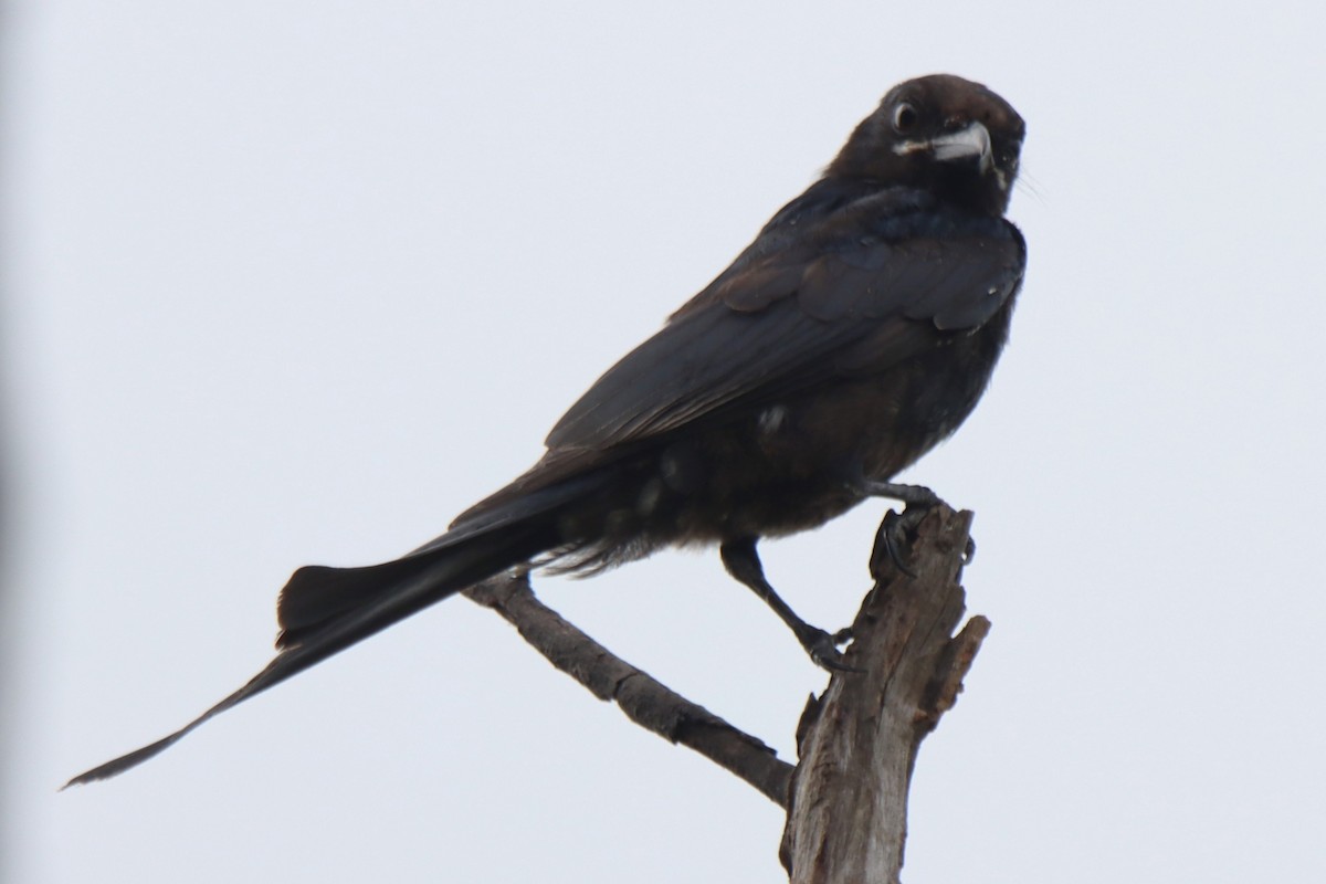 Black Drongo - ML642100193