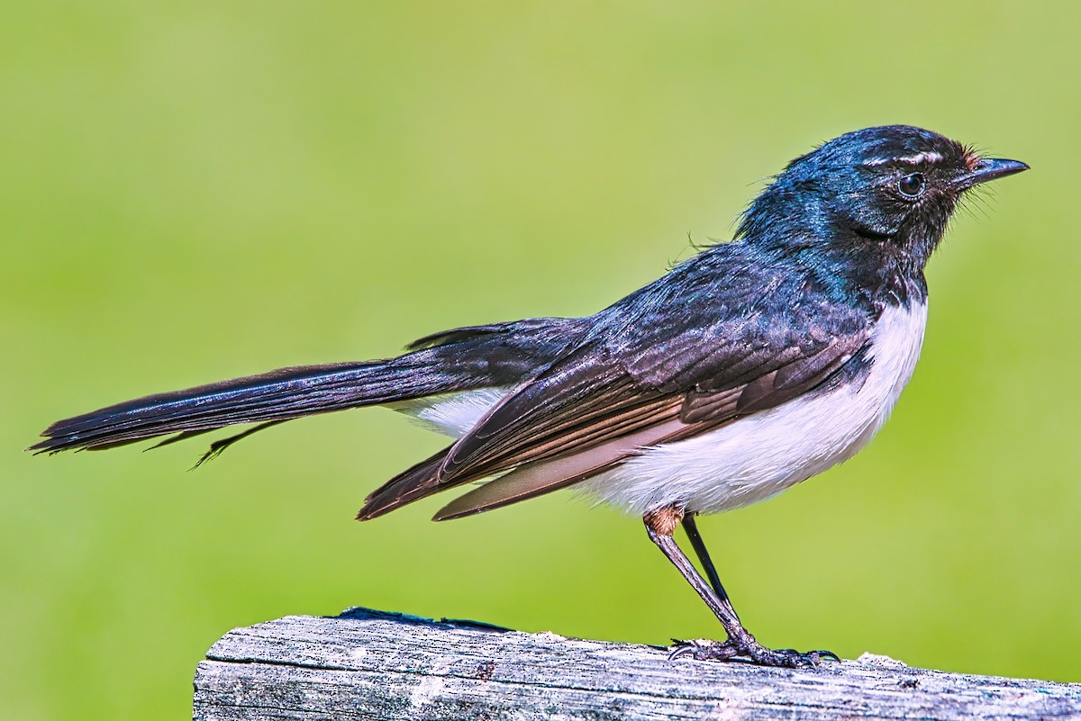 Willie-wagtail - ML642100211