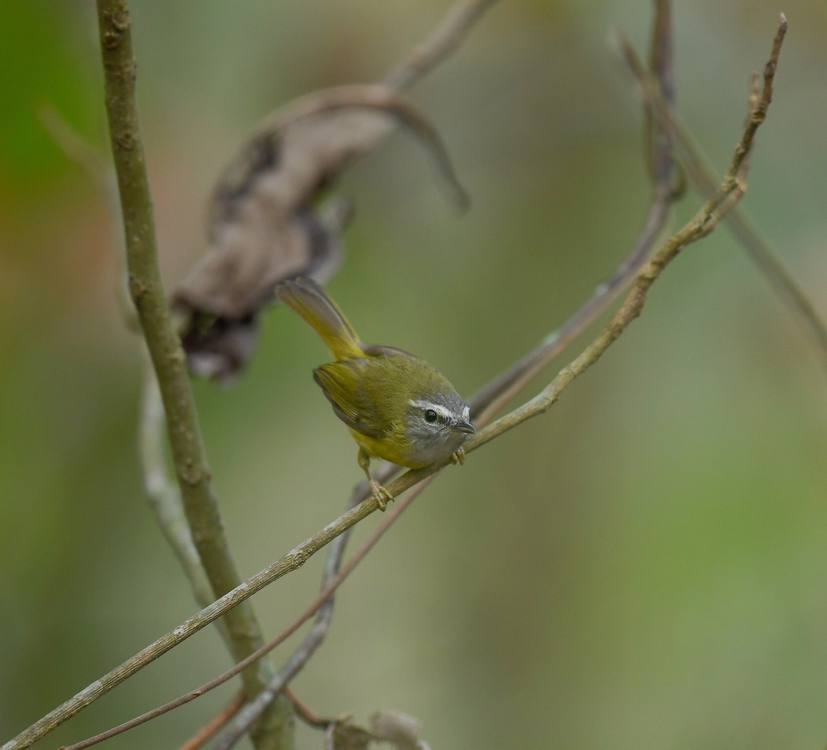 Yellow-bellied Warbler - ML642100217