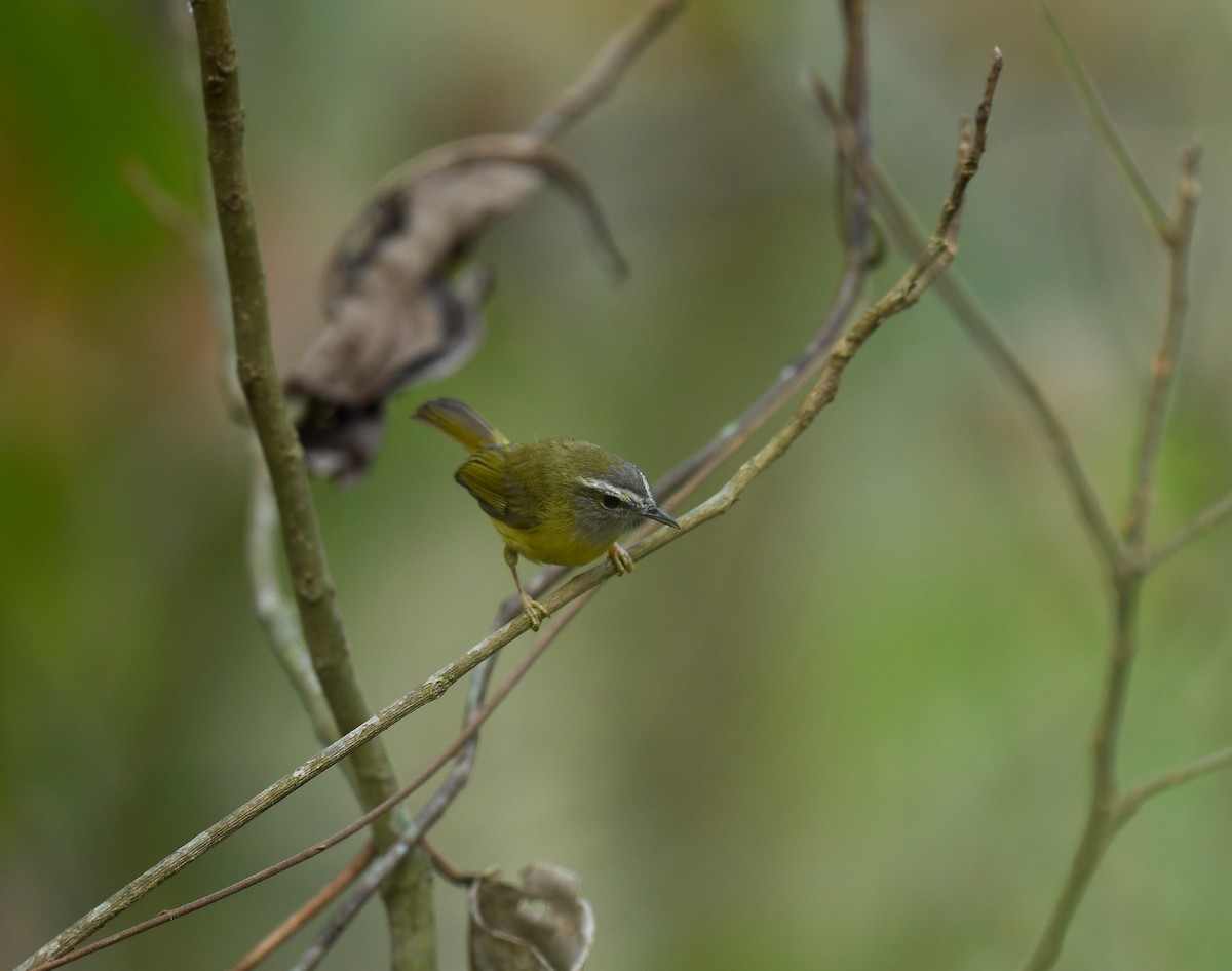 Yellow-bellied Warbler - ML642100219