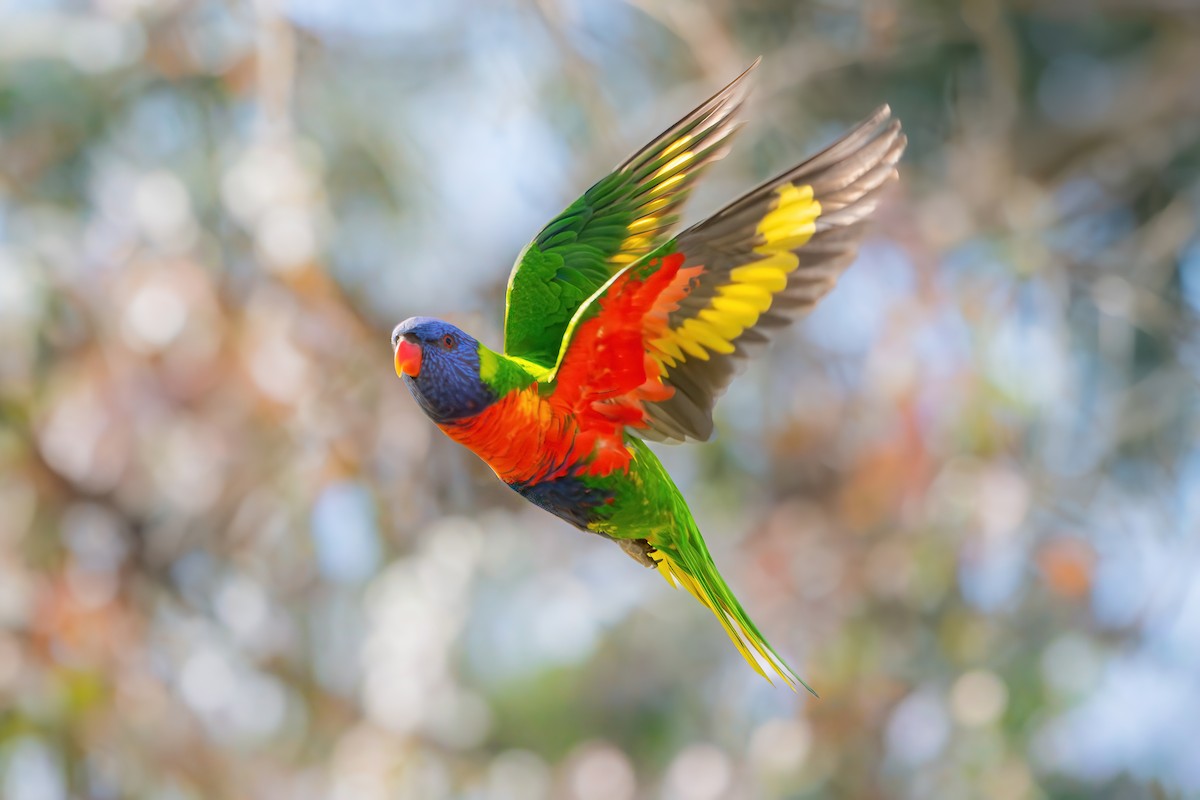 Regenbogenlori - ML642100225