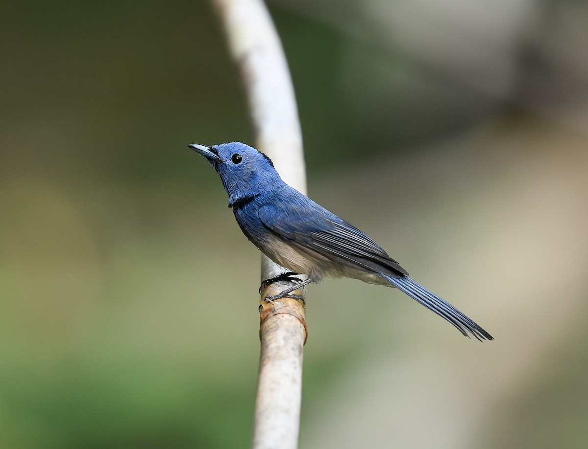Schwarznackenmonarch - ML642100233