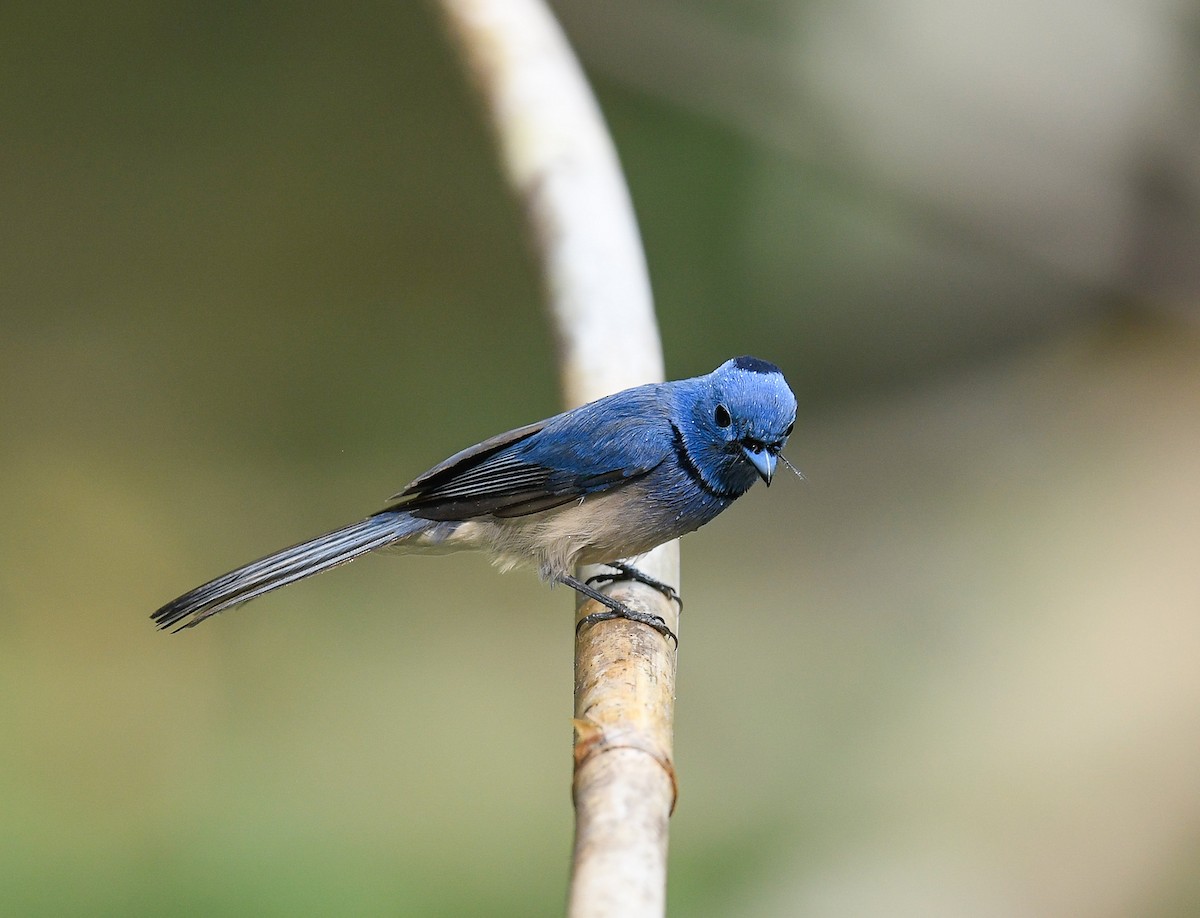Schwarznackenmonarch - ML642100237