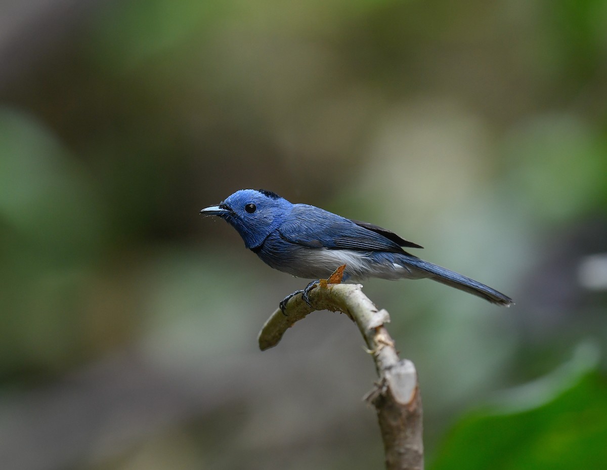 Schwarznackenmonarch - ML642100239