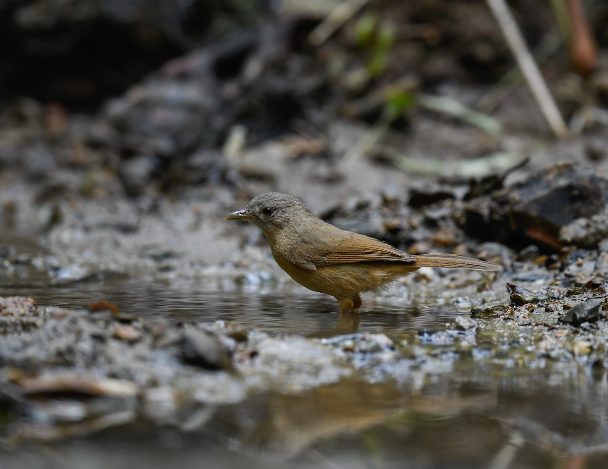 Brown-cheeked Fulvetta - ML642100259