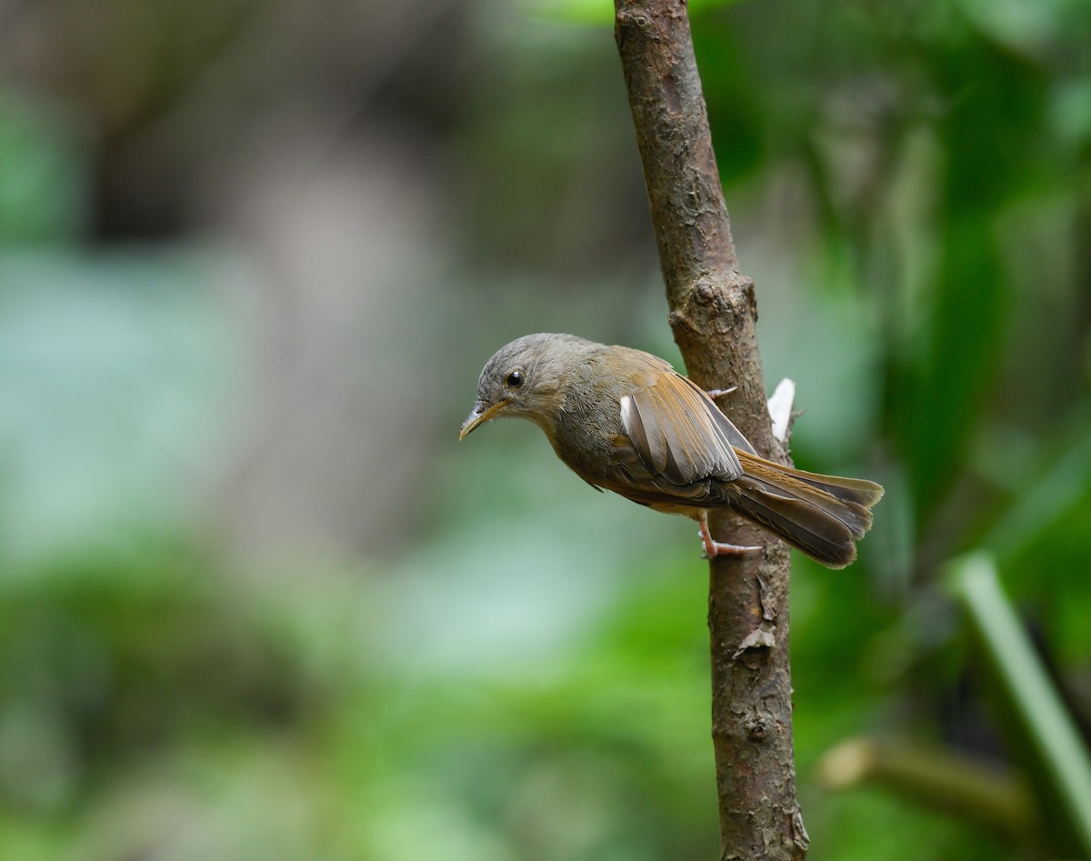 Brown-cheeked Fulvetta - ML642100260