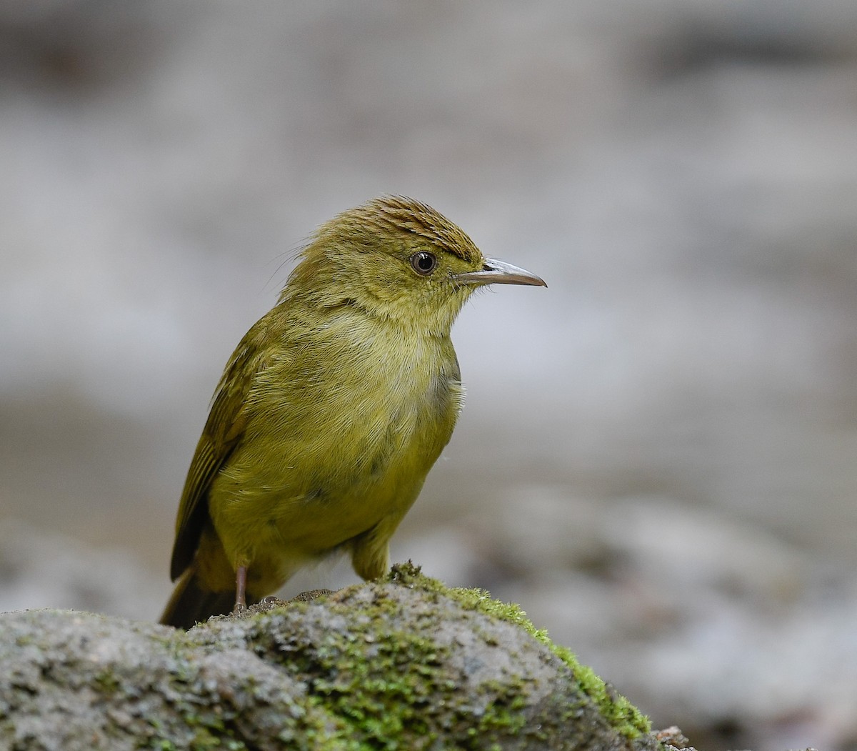 Bulbul de Cachar - ML642100281