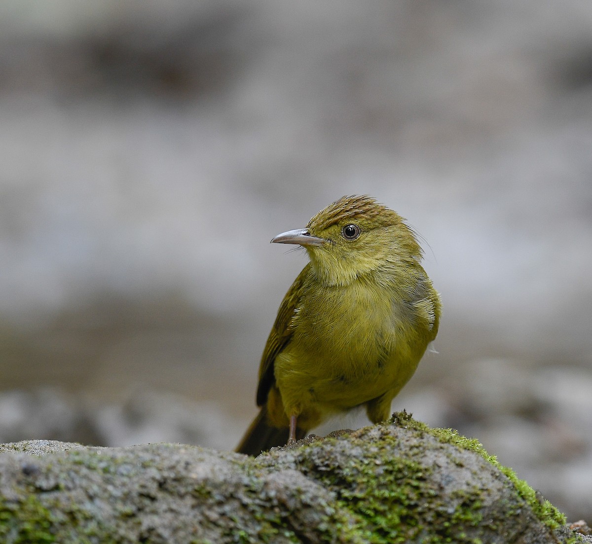Bulbul de Cachar - ML642100282