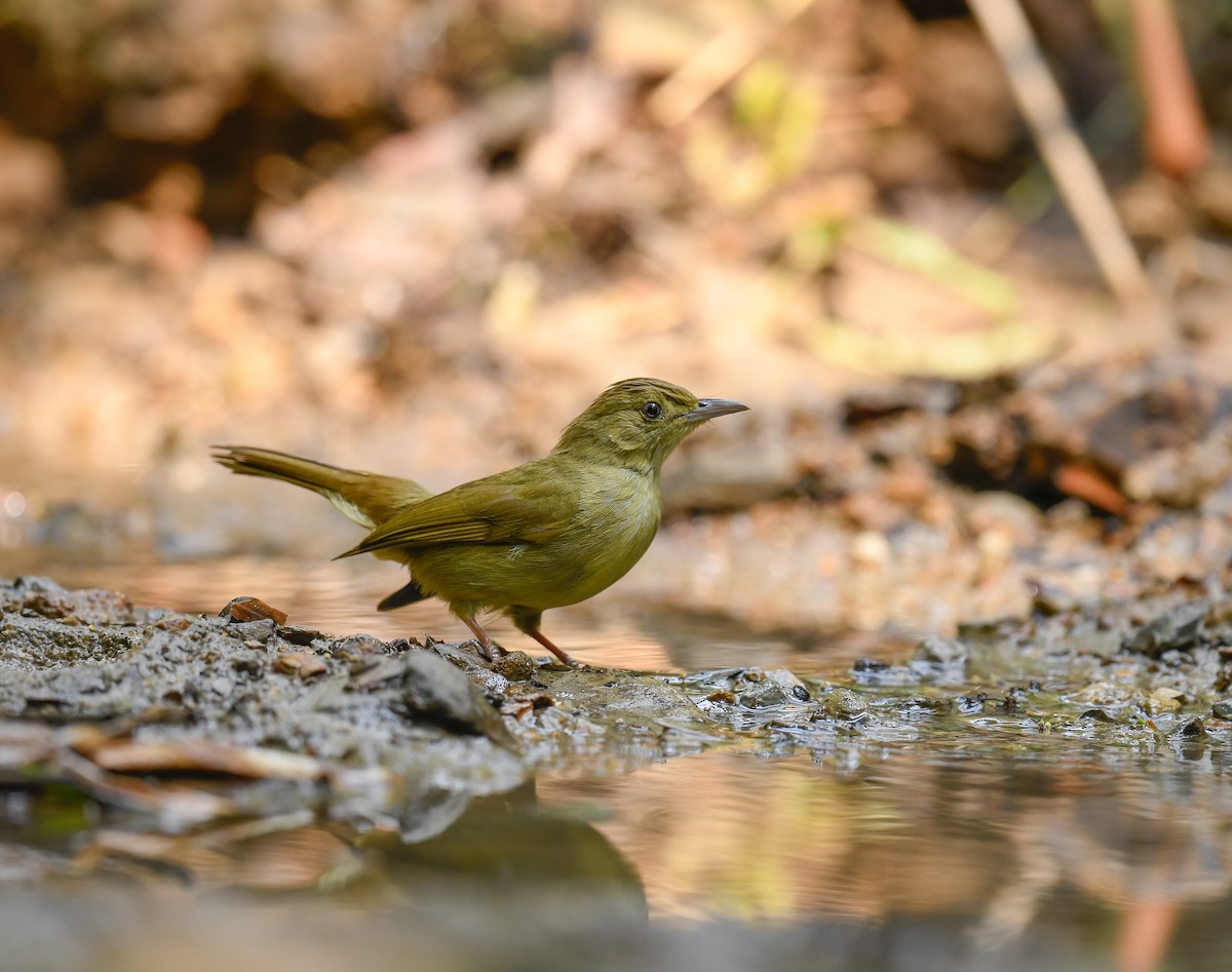 Bulbul de Cachar - ML642100283