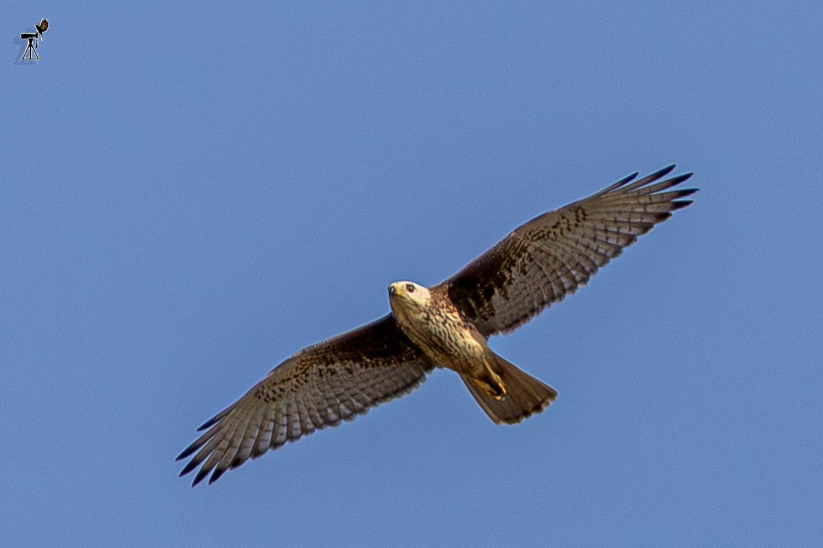White-eyed Buzzard - ML642100286