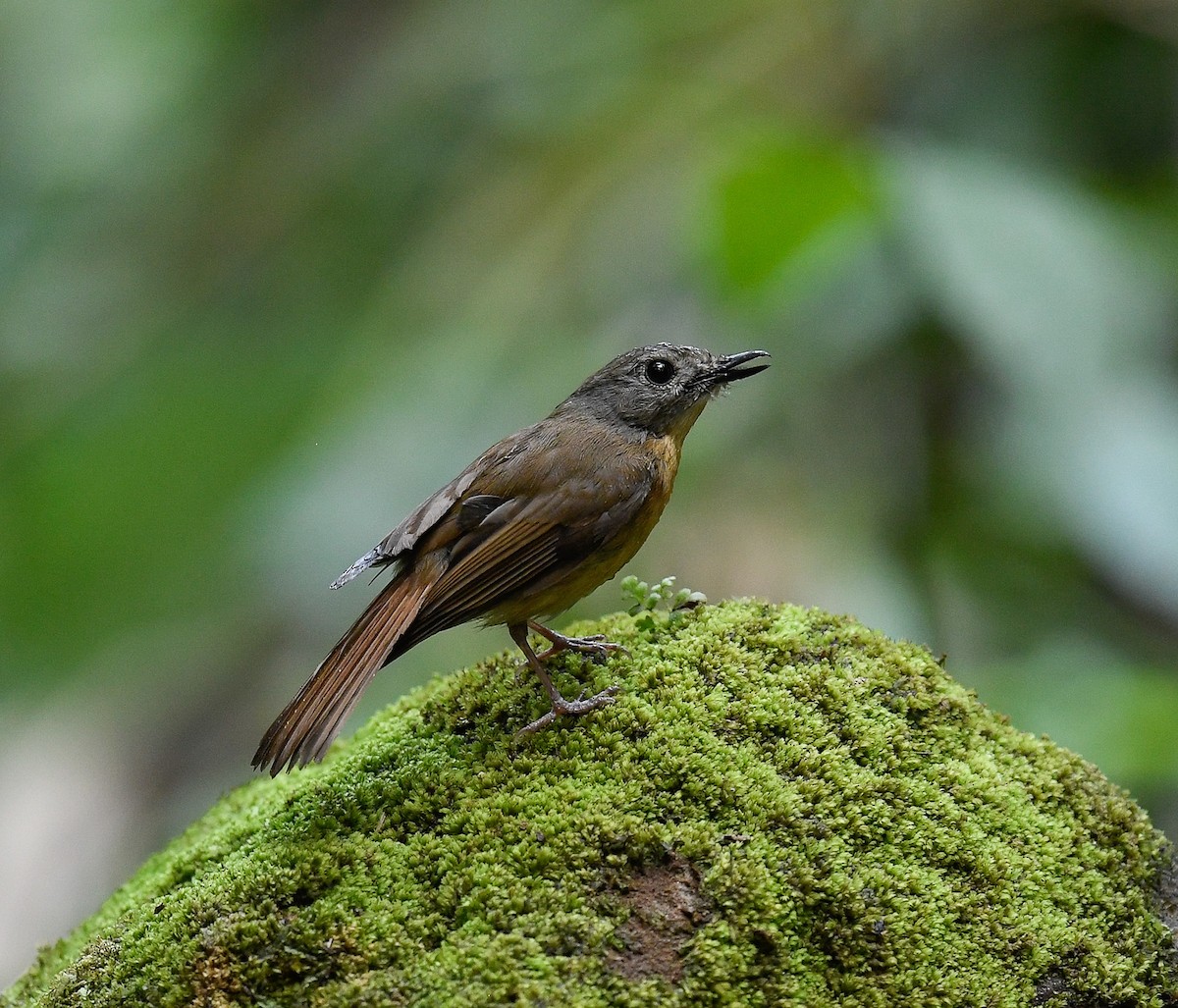Pale-chinned Flycatcher - ML642100287