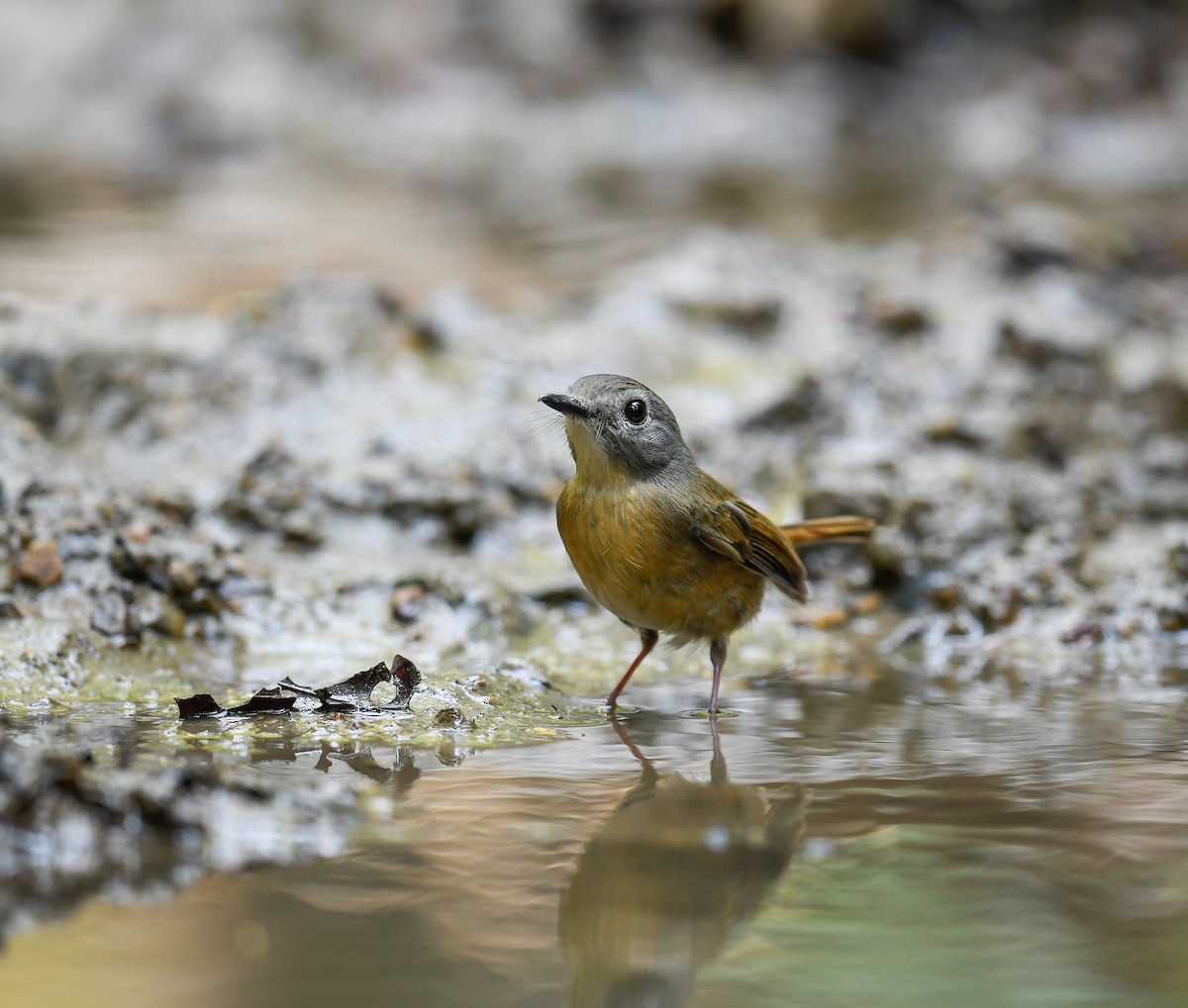 Pale-chinned Flycatcher - ML642100288