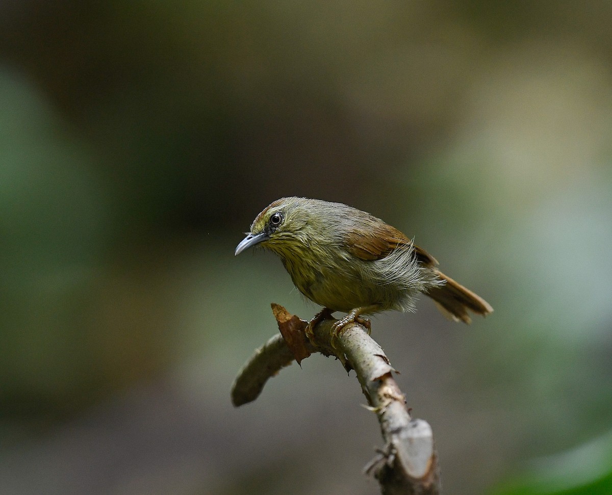 Pin-striped Tit-Babbler - ML642100294