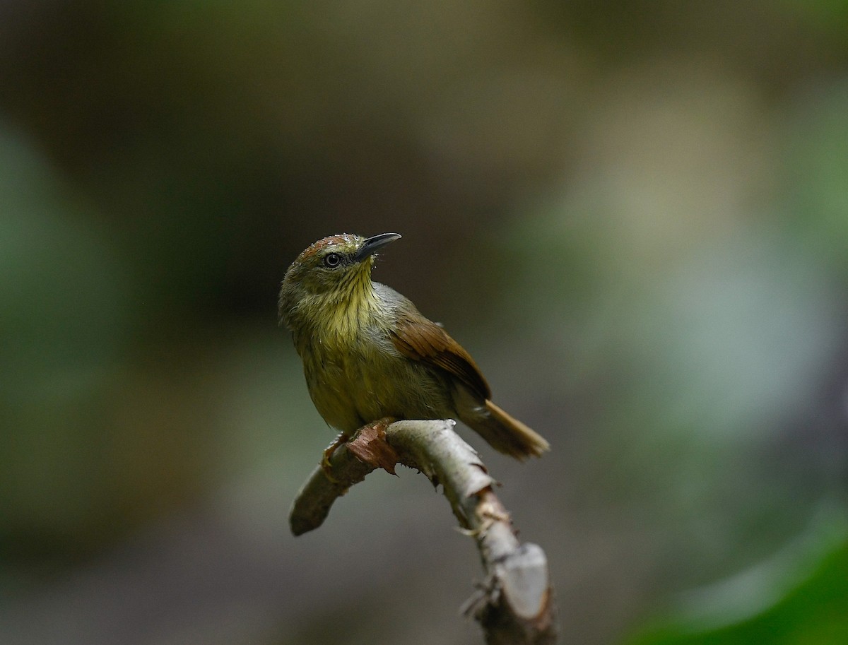 Pin-striped Tit-Babbler - ML642100295