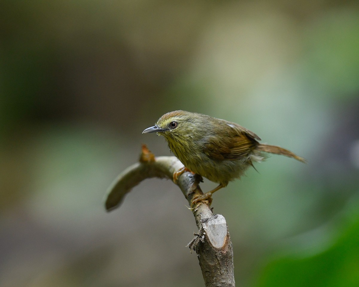 Pin-striped Tit-Babbler - ML642100296