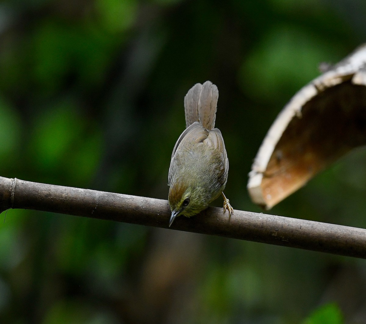 Pin-striped Tit-Babbler - ML642100297