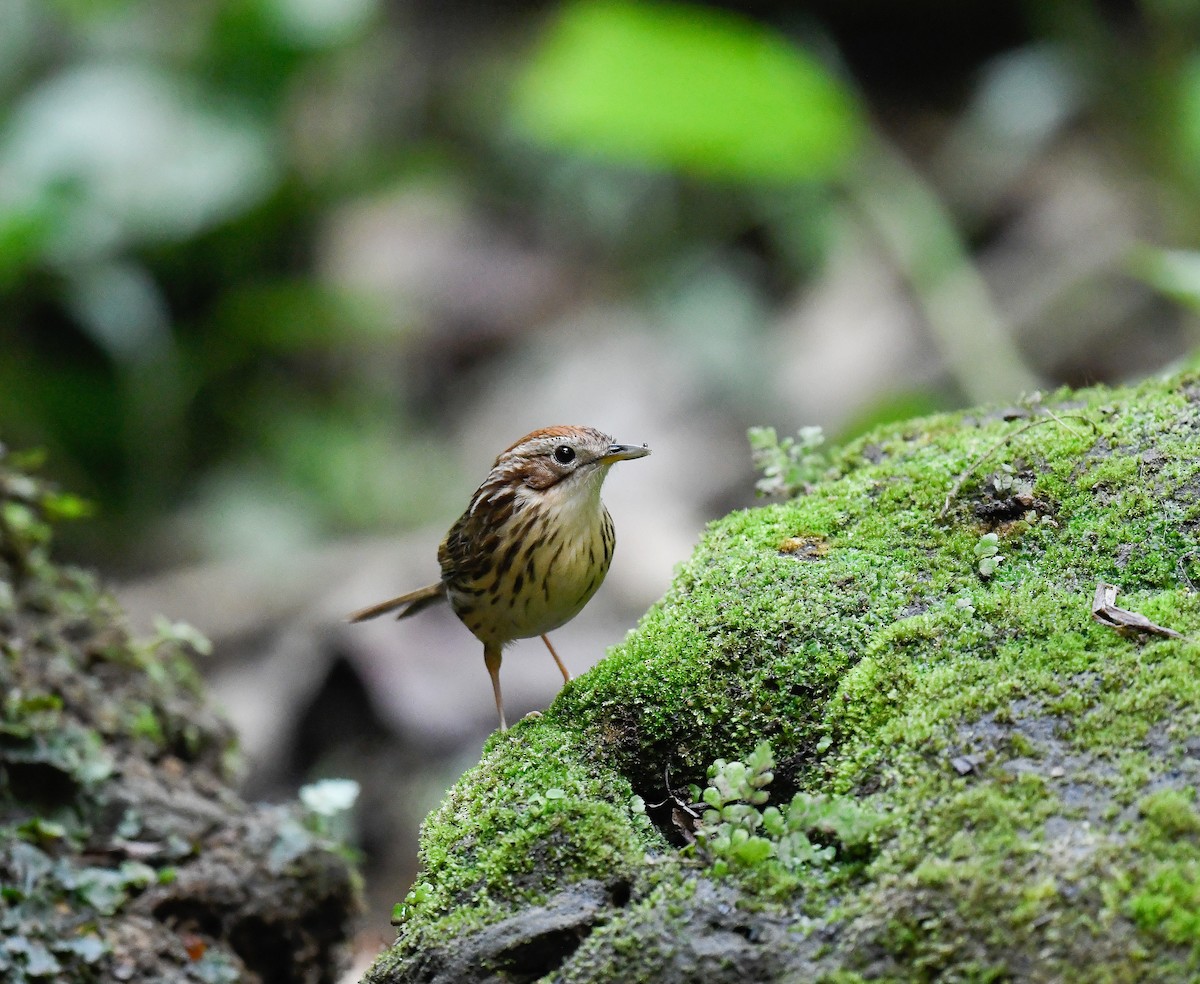 Puff-throated Babbler - ML642100303
