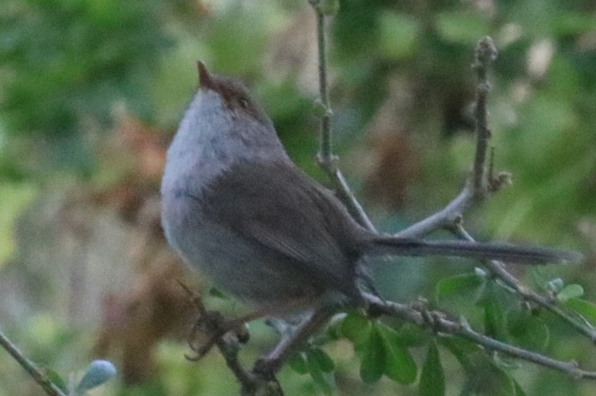 Superb Fairywren - ML642100307