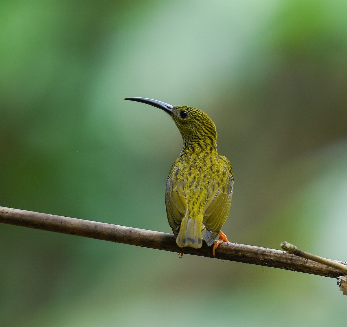 Streaked Spiderhunter - ML642100313