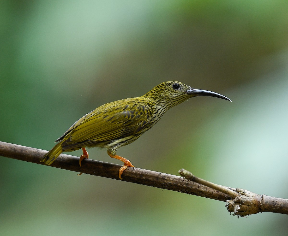 Streaked Spiderhunter - ML642100314