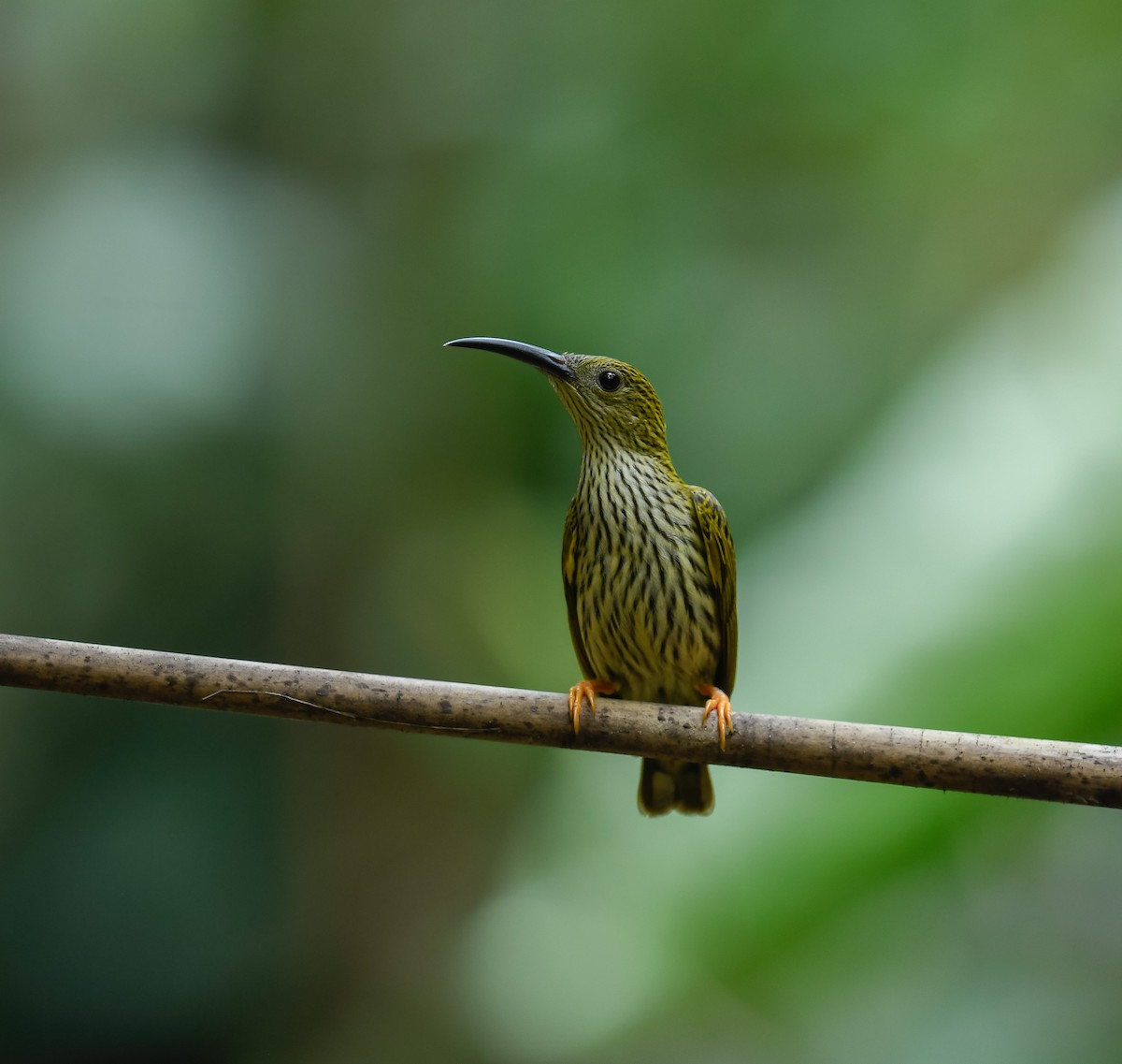 Streaked Spiderhunter - ML642100315