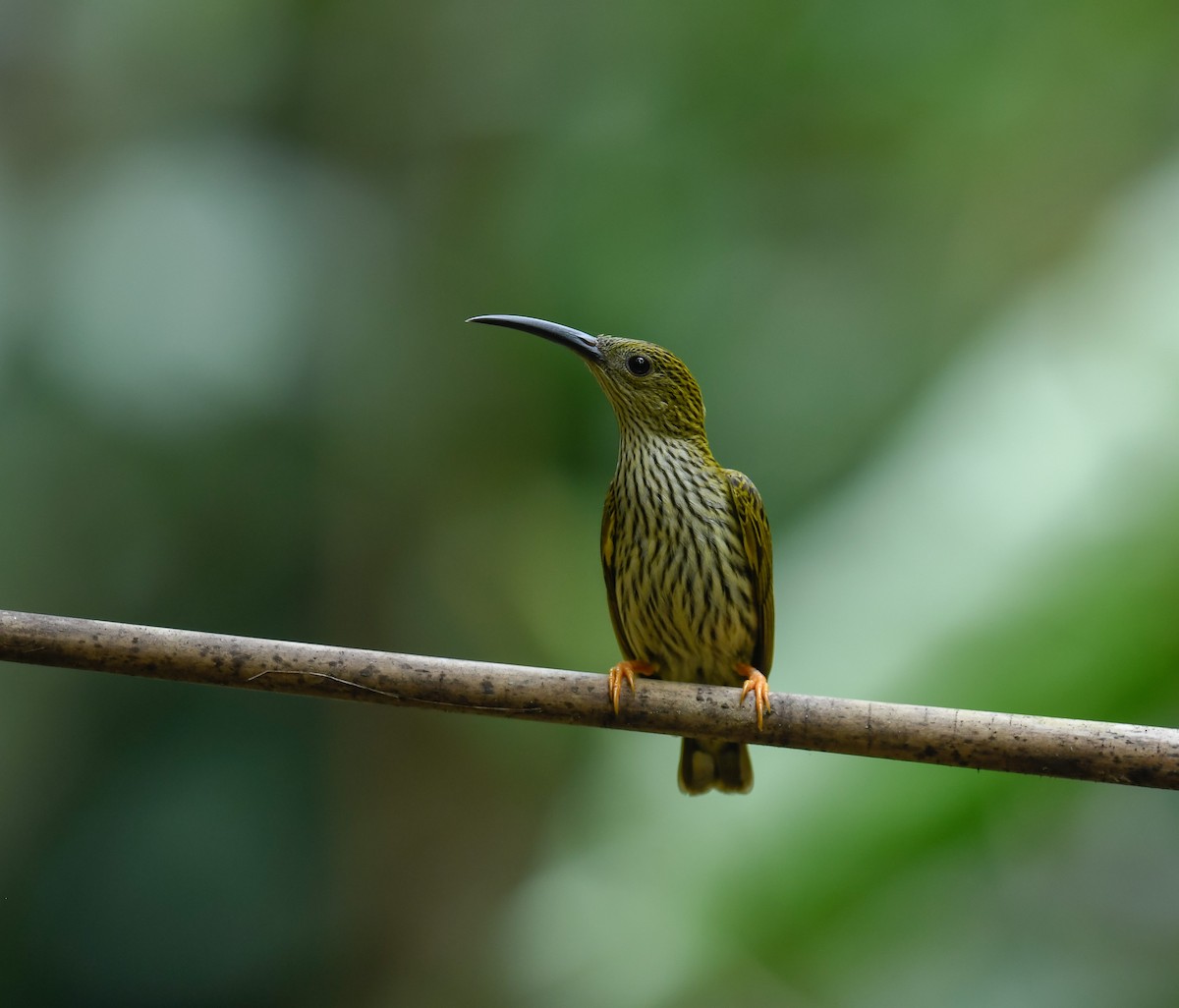 Streaked Spiderhunter - ML642100316