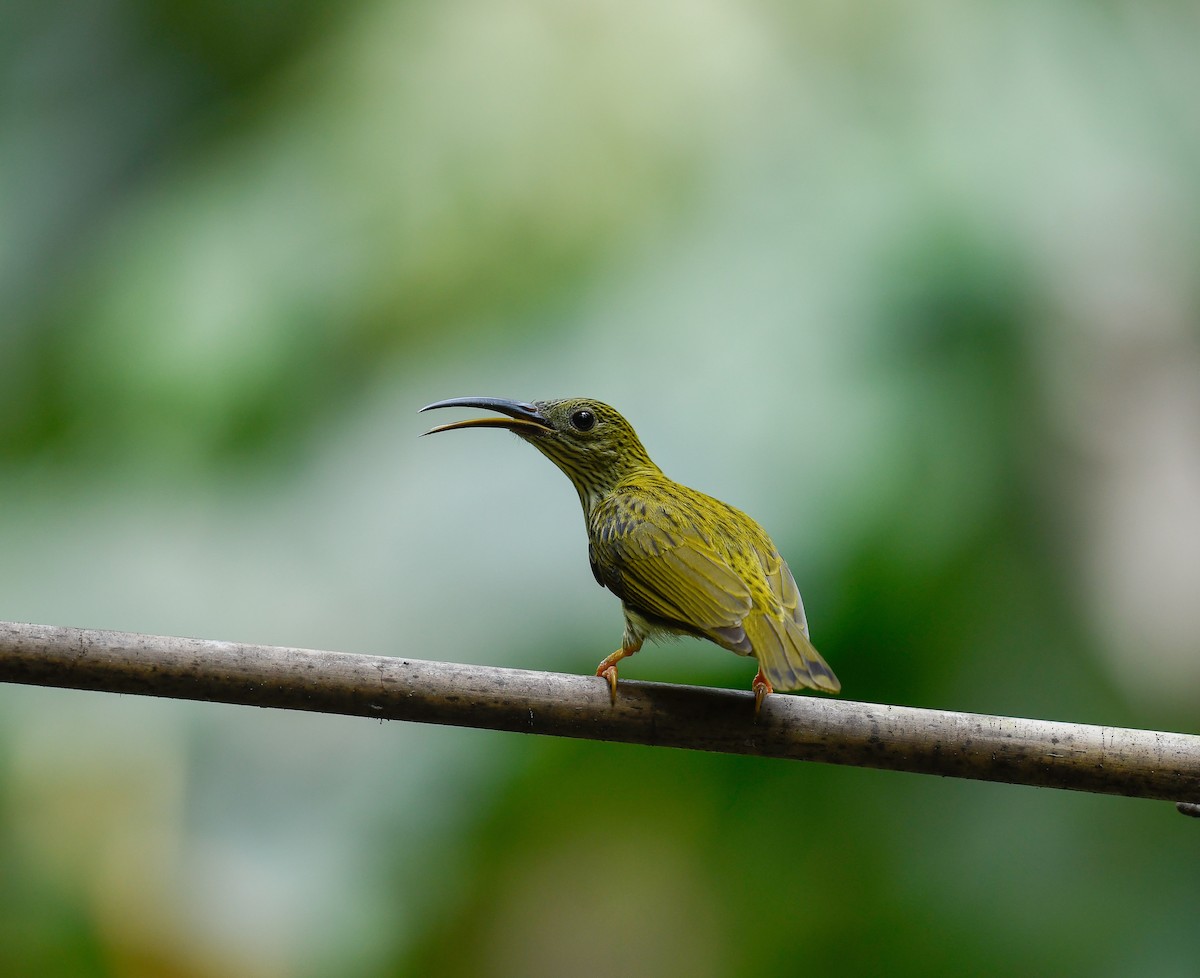 Streaked Spiderhunter - ML642100317