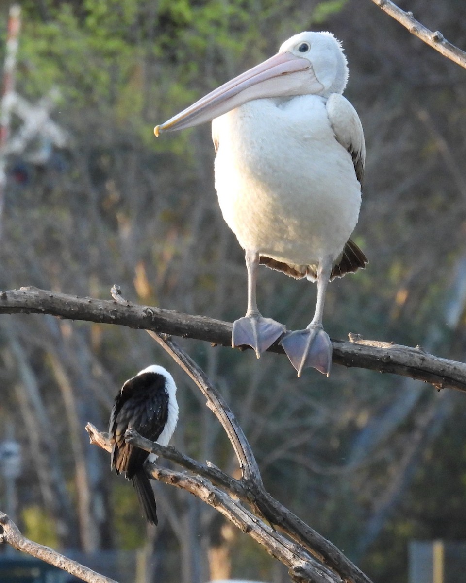 Australian Pelican - ML642100319