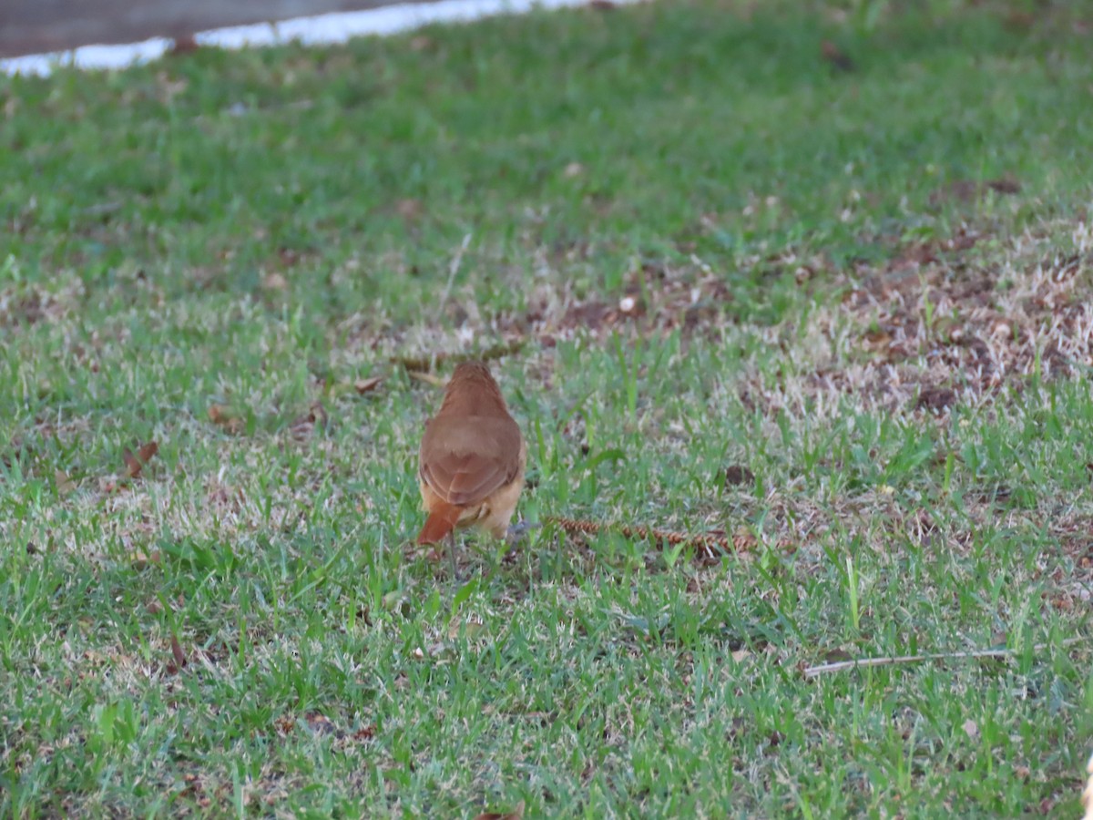 Rufous Hornero - ML642100321