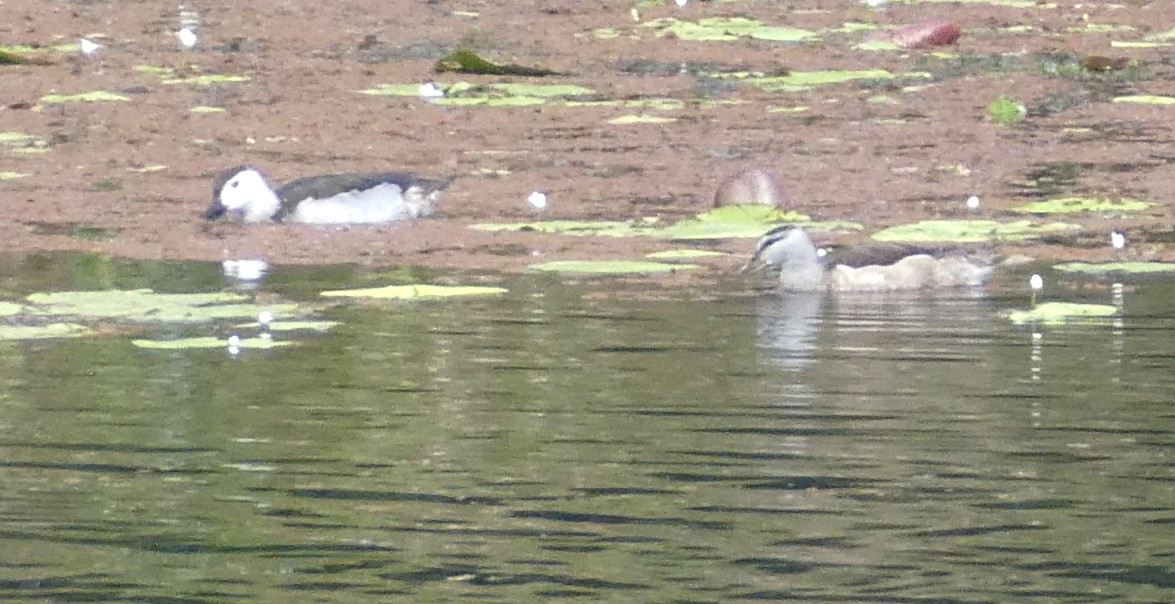 Cotton Pygmy-Goose - ML642100322