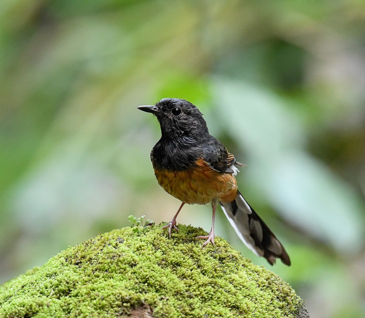 White-rumped Shama - ML642100326
