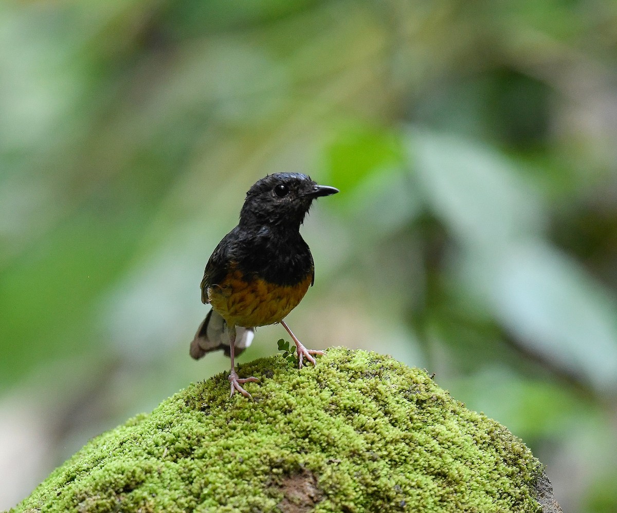 White-rumped Shama - ML642100327