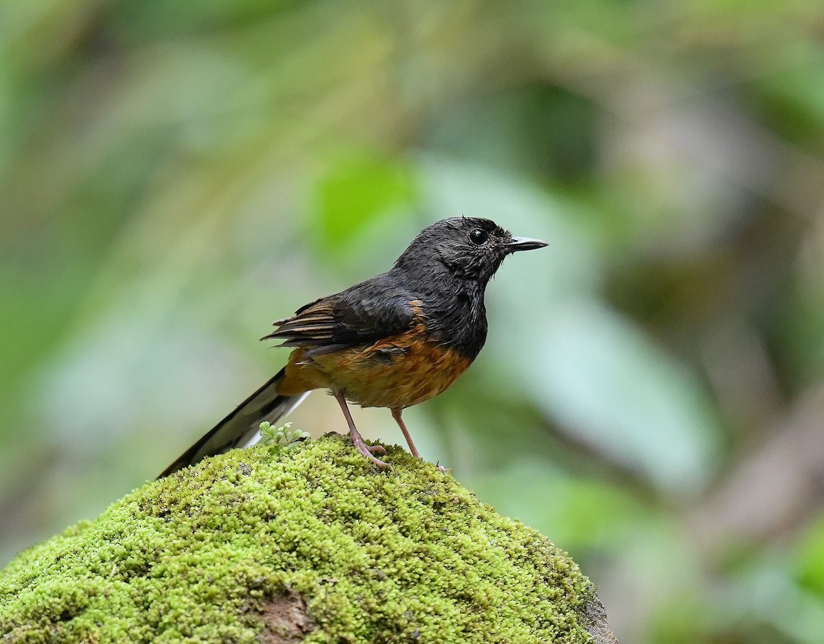 White-rumped Shama - ML642100328