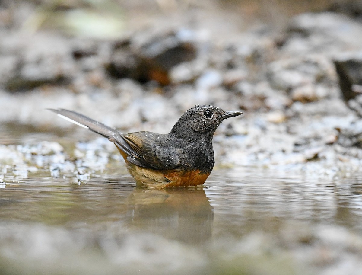 White-rumped Shama - ML642100329