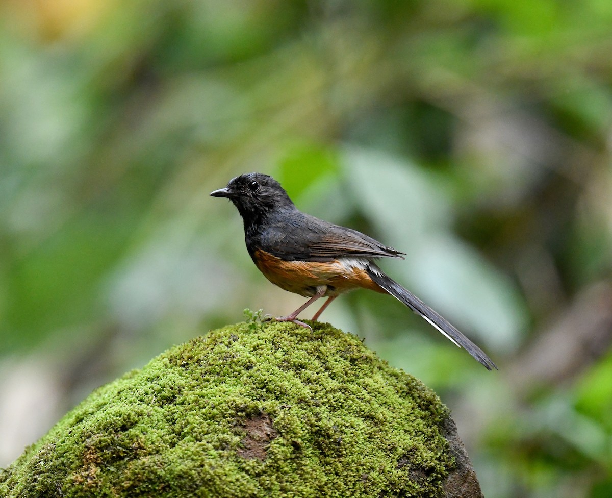 White-rumped Shama - ML642100330