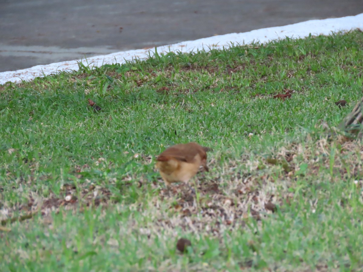 Rufous Hornero - ML642100333