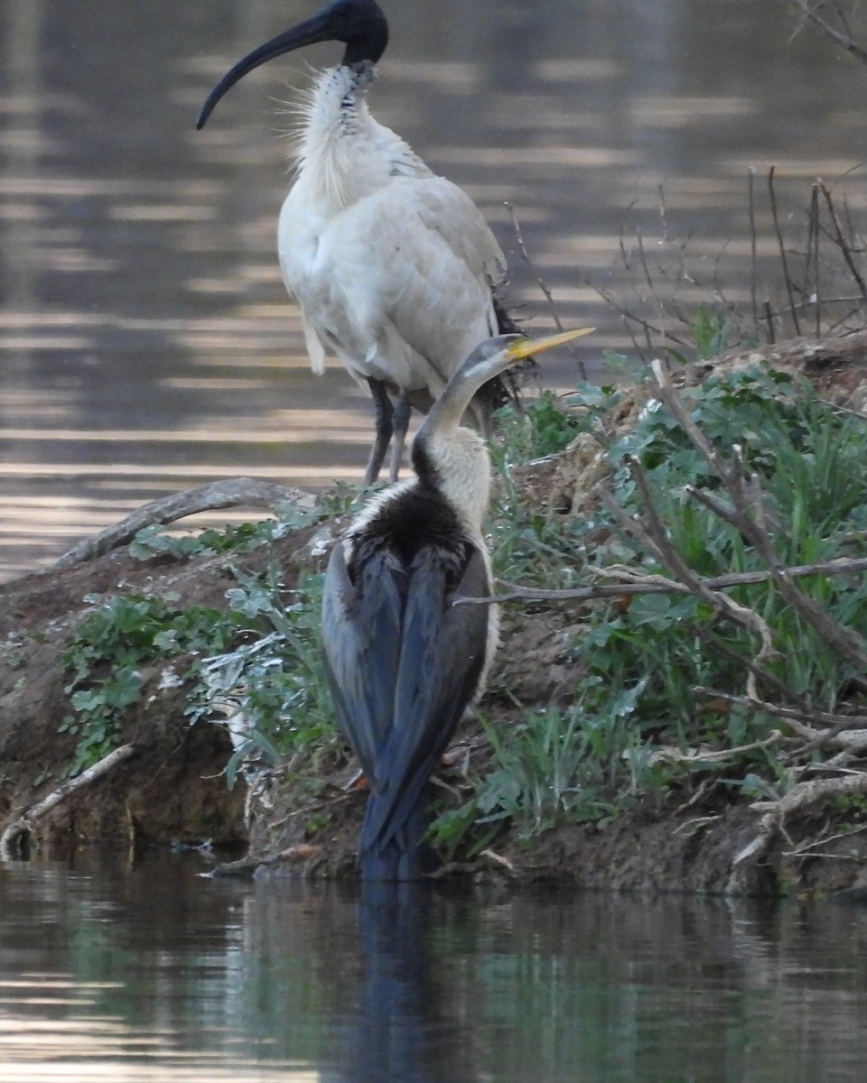 Australasian Darter - ML642100348