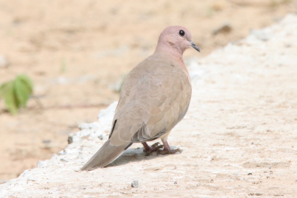 Usapal senegaldarra - ML642100351